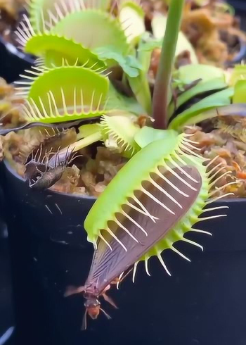 家里养食人草,每天竟喂生肉,它这伙食比我的都好!