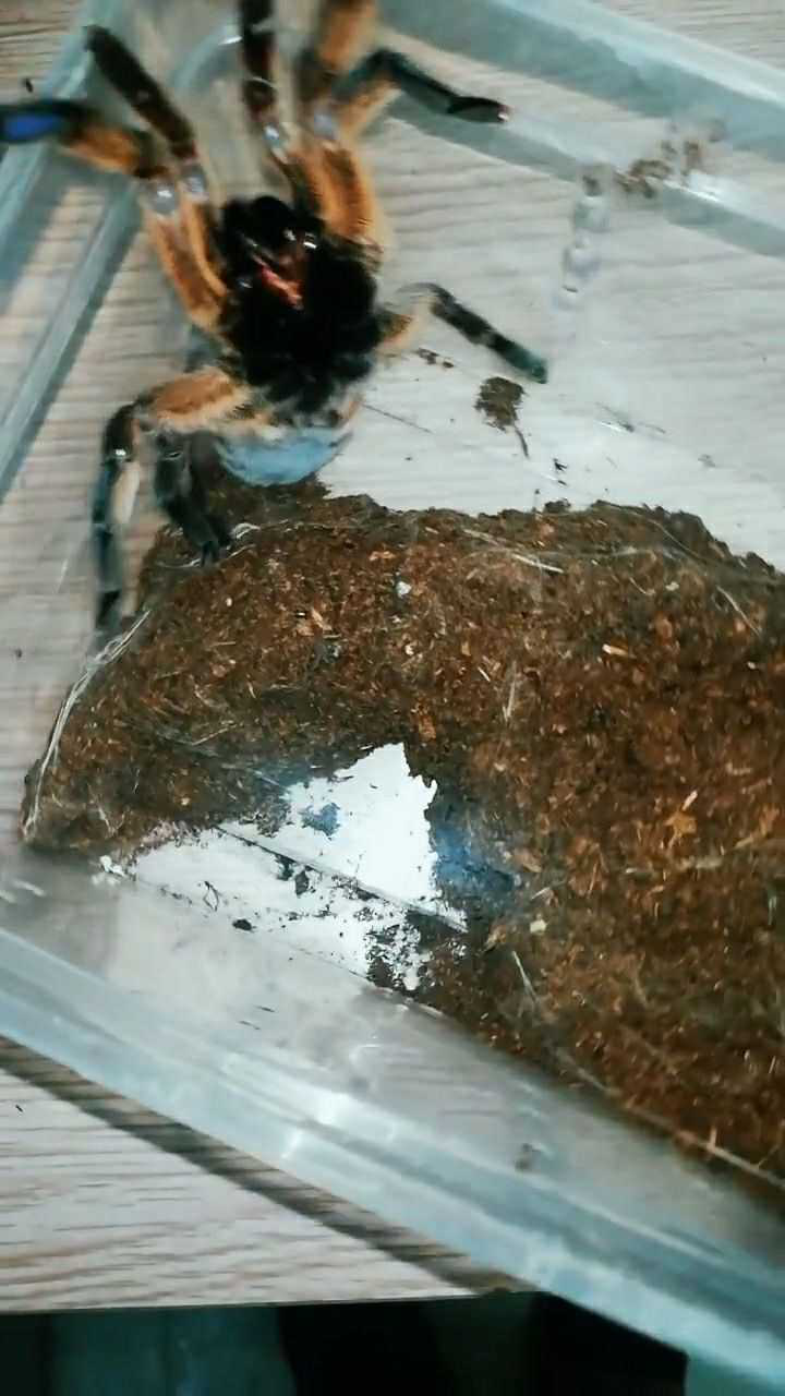 小蜘蛛真的是太可爱了,这是一只蜘蛛妈妈,已经怀孕了