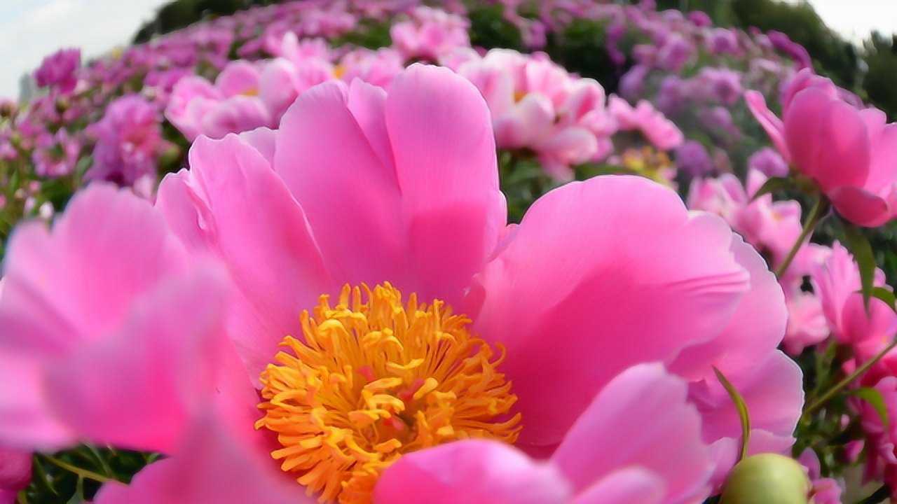 北方芍药盛开醉美夏天簇簇花朵满枝飘香场面壮观爆屏