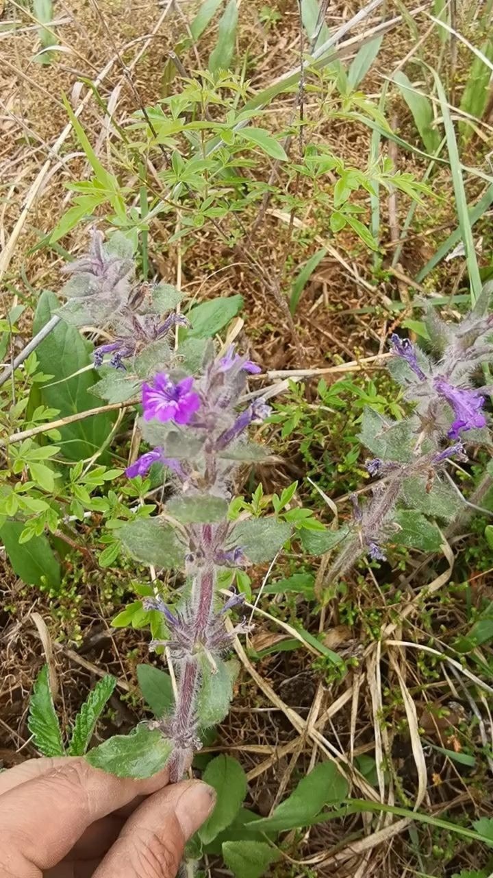 这个植物叫筋骨草,它可以清热解毒止血,它的味道比较苦