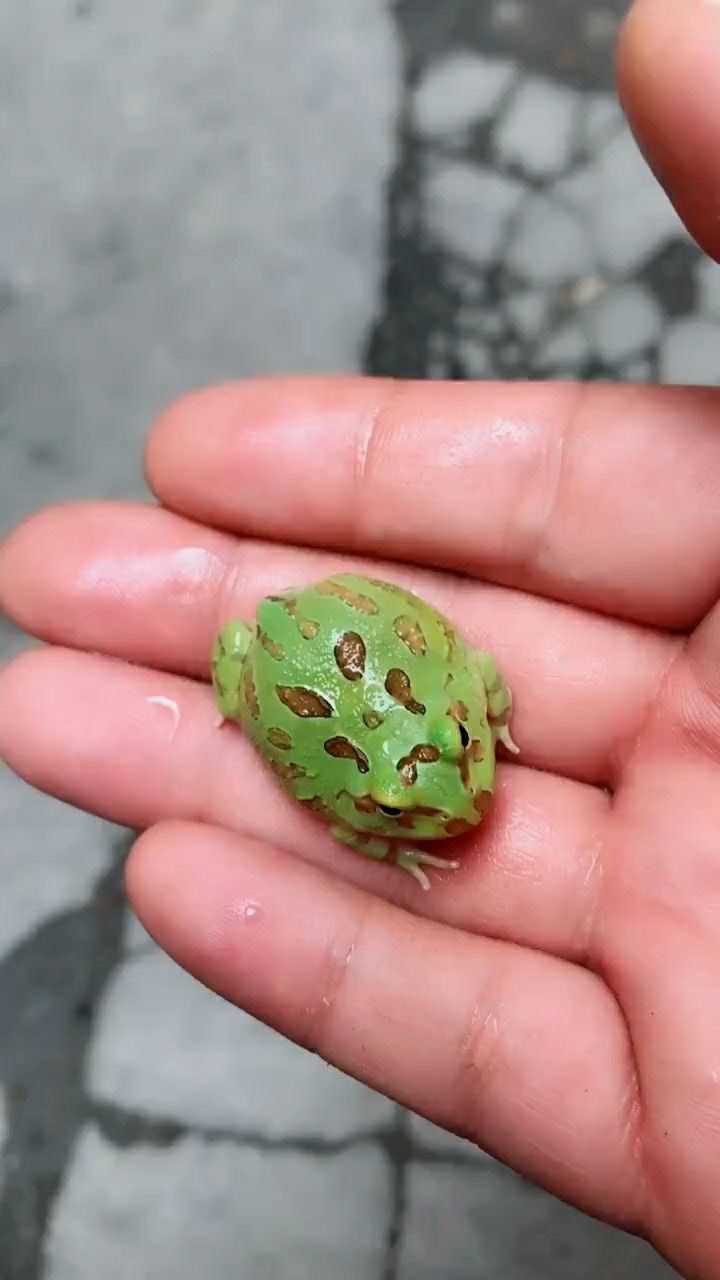 今天又看到了一只三条腿的青蛙,它也太可怜了