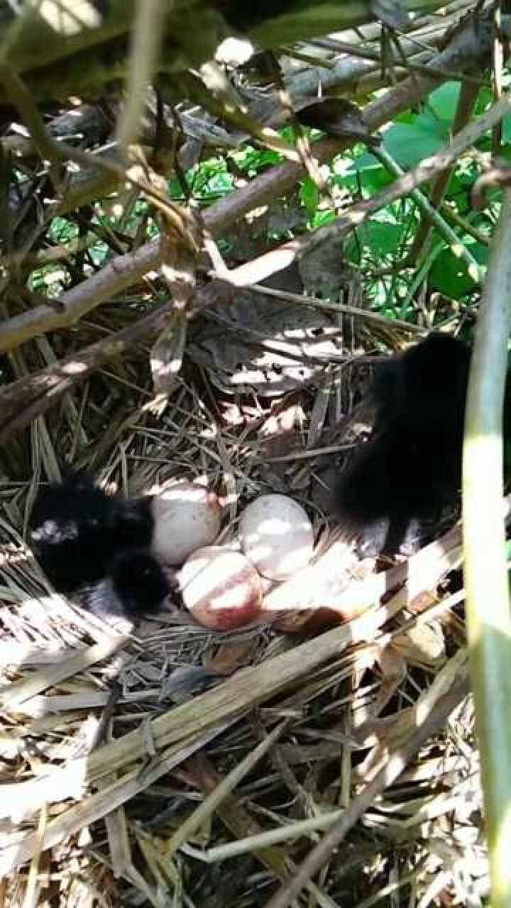 好漂亮的白面水鸡