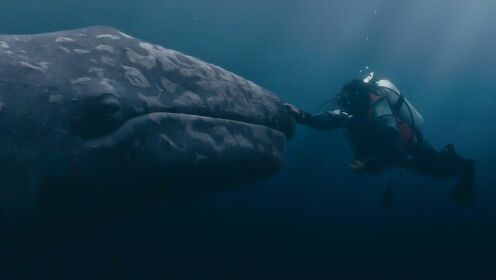 真实事件改编，三头鲸鱼被困，人类该不该拯救？