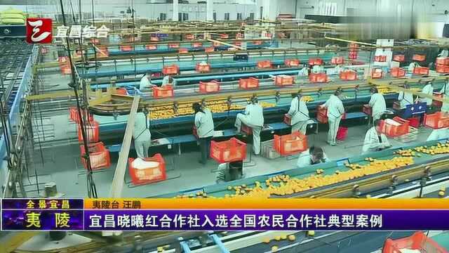 宜昌晓曦红合作社入选全国农民合作社典型案例