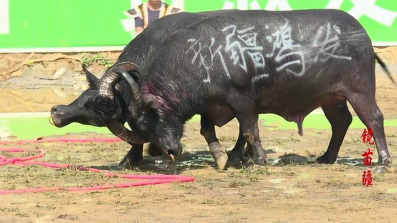 荔波甲良猛牛争霸赛:两头野牛王,来势汹涌,火星撞地球要开始