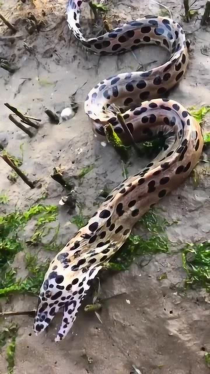 豹纹鳗又名龙鳗图片