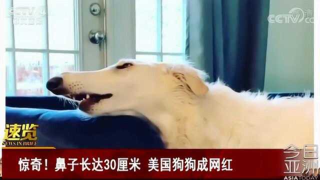 惊奇!鼻子长达30厘米 美国狗狗成网红