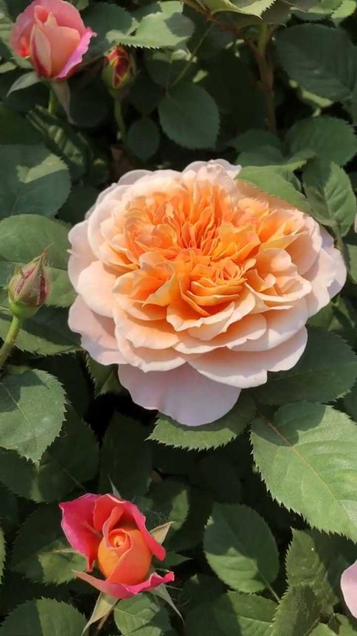 月季印象派,玩的就是高端大气!