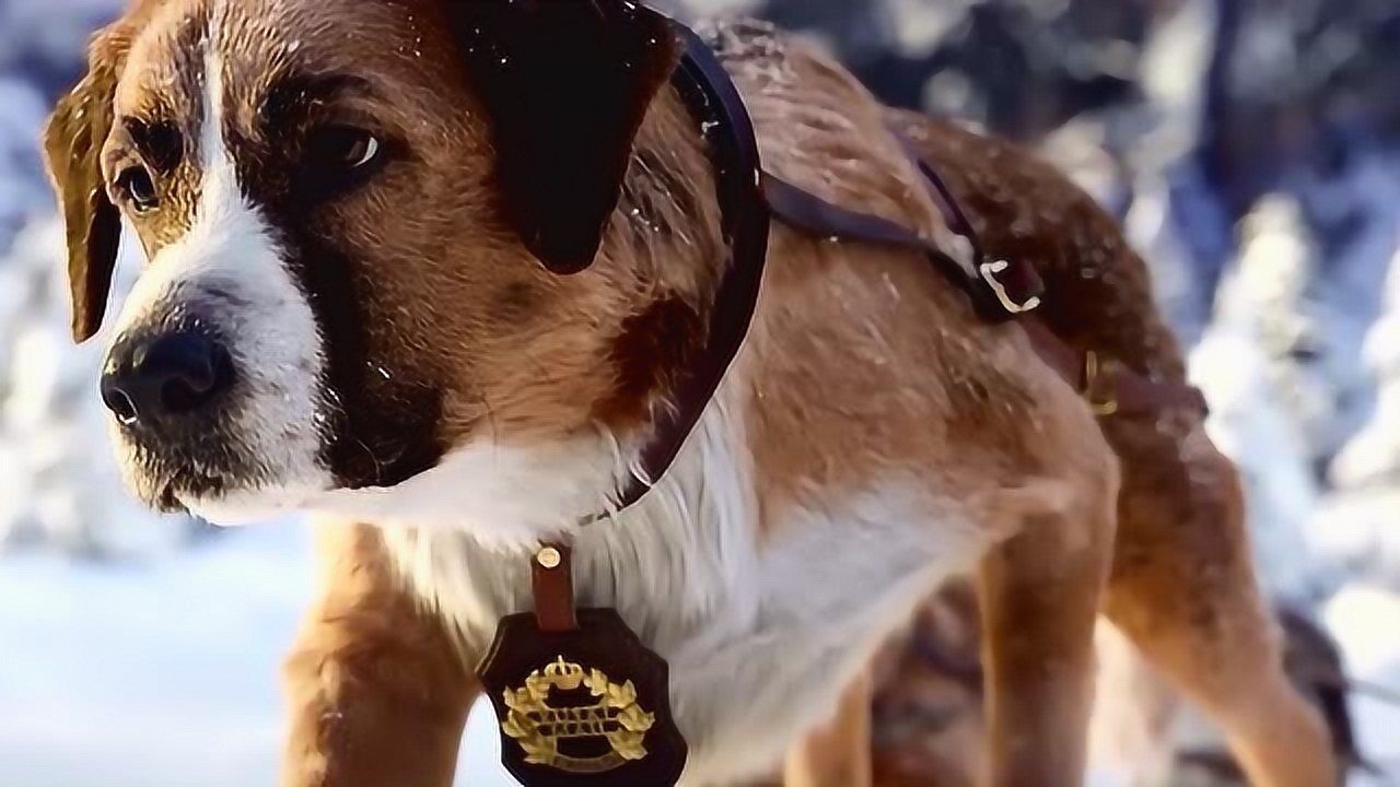 巴克的领头犬首秀酷毙了