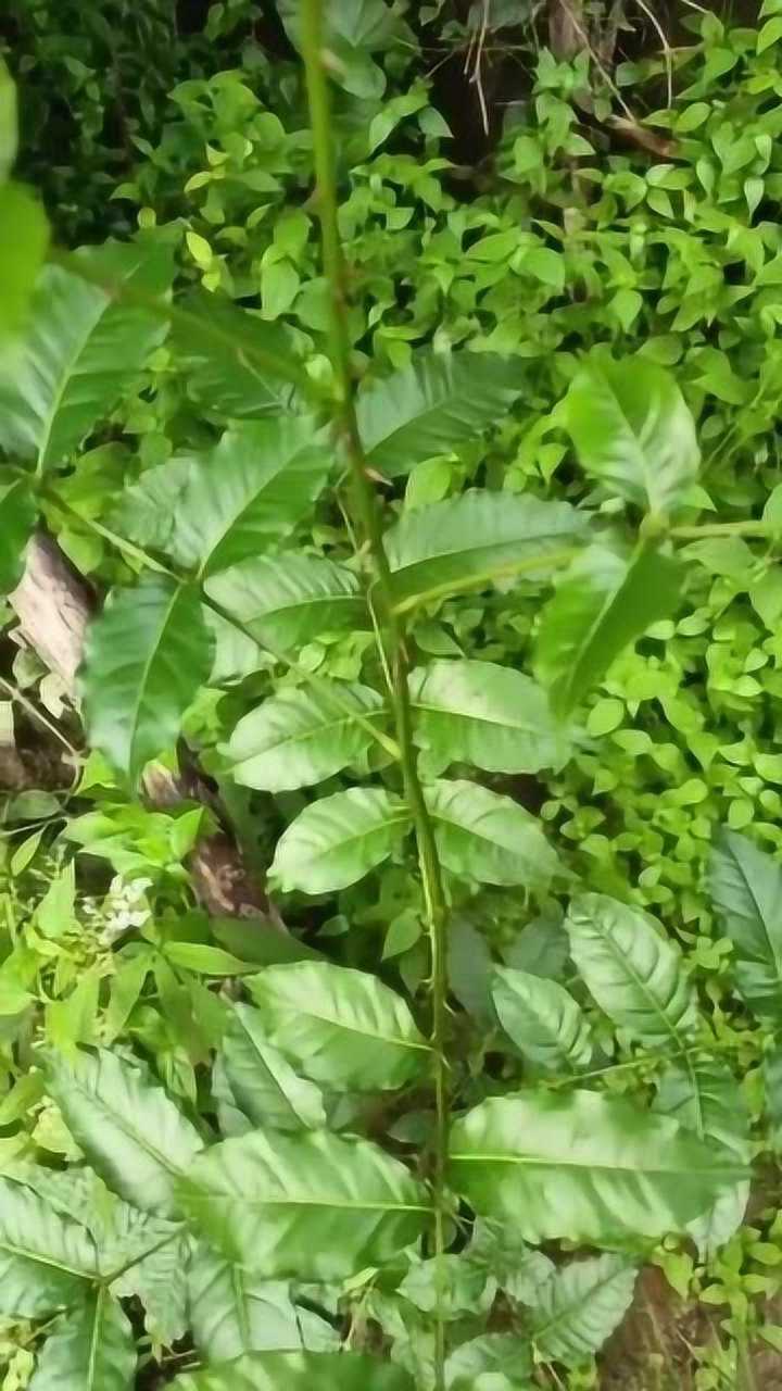 农村中草药,这么多刺也没有人认识,有人知道功效和名字吗