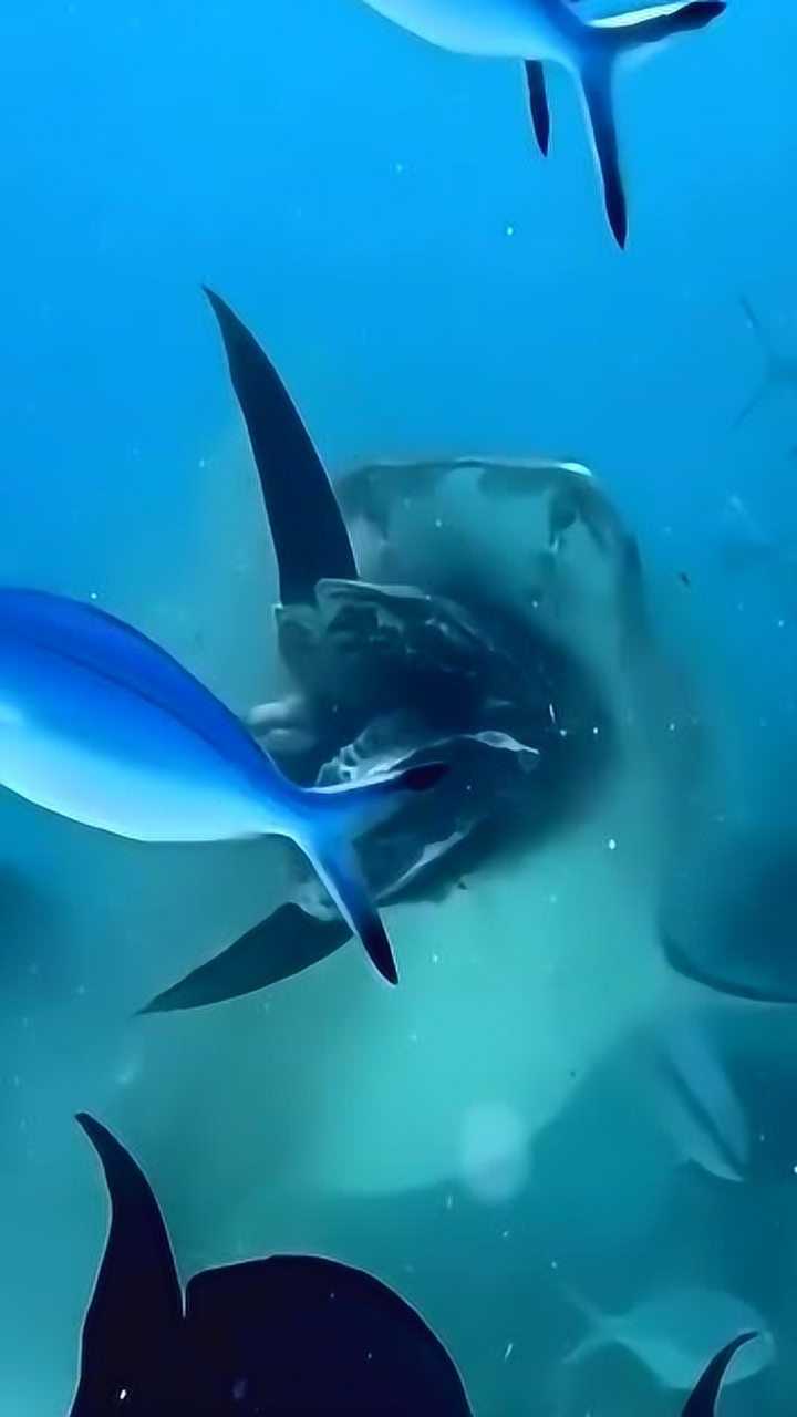 这就是大鱼吃小鱼