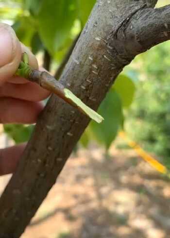 梨树嫁接技术分享教程来了