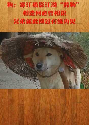 狗:寒江孤影江湖"酷狗",相逢何必曾相识,兄弟就此别过有缘再见