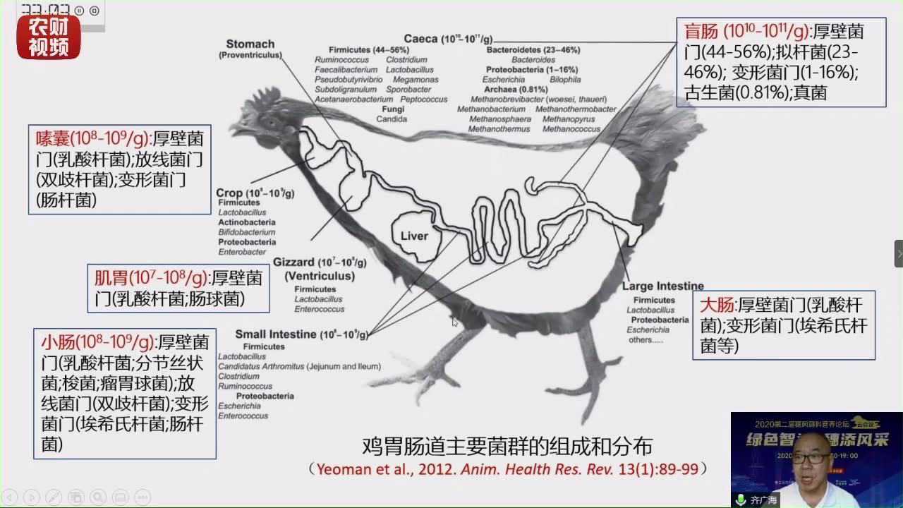 齐广海:鸡关键时期肠道健康的营养调控_高清1080P在线观看平台_腾讯视频
