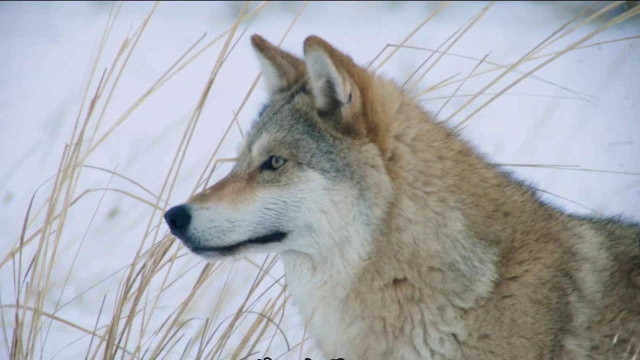 狼图腾:人类偷取狼群食物,并且屠杀狼崽,狼王的复仇来了(1)