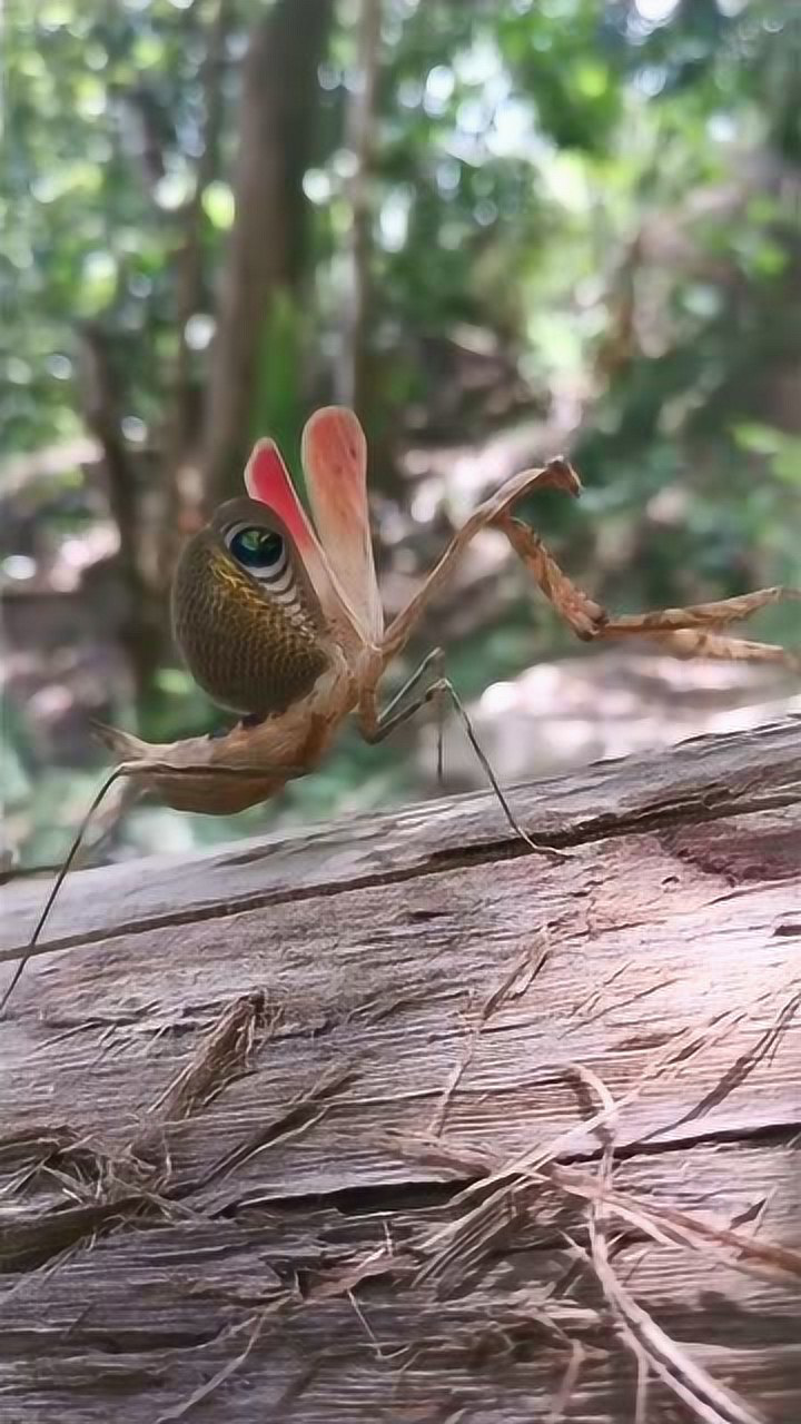 这是美丽的孔雀螳螂