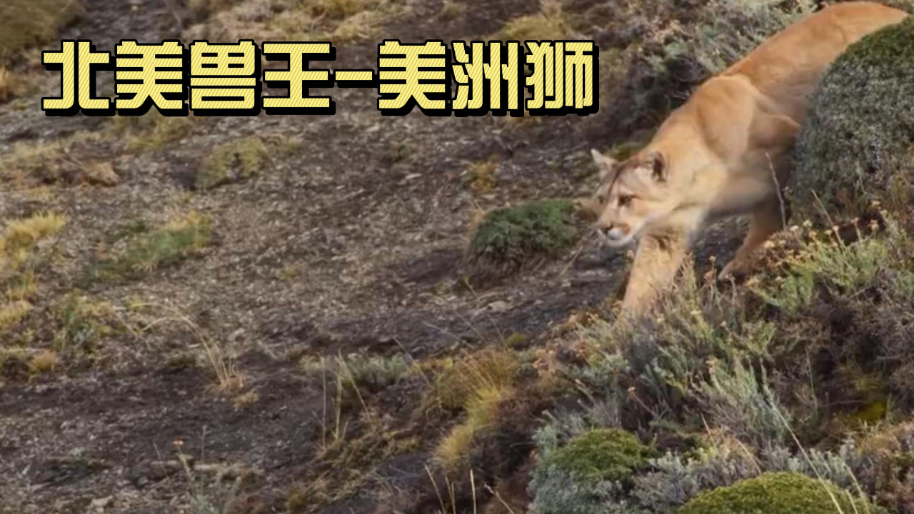 北美兽王美洲狮!身体强悍到离谱!国外小哥果断开枪才保住小命