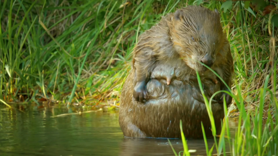 河狸:这是一个悲伤的故事