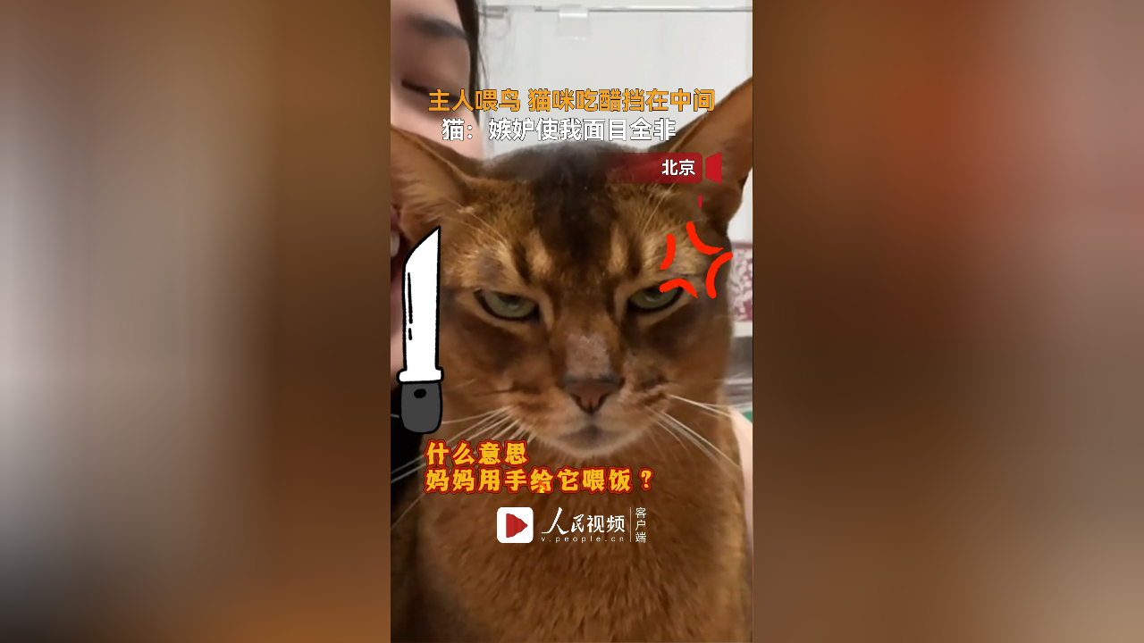 主人喂鸟猫咪吃醋挡在中间,猫:嫉妒使我面目全非!