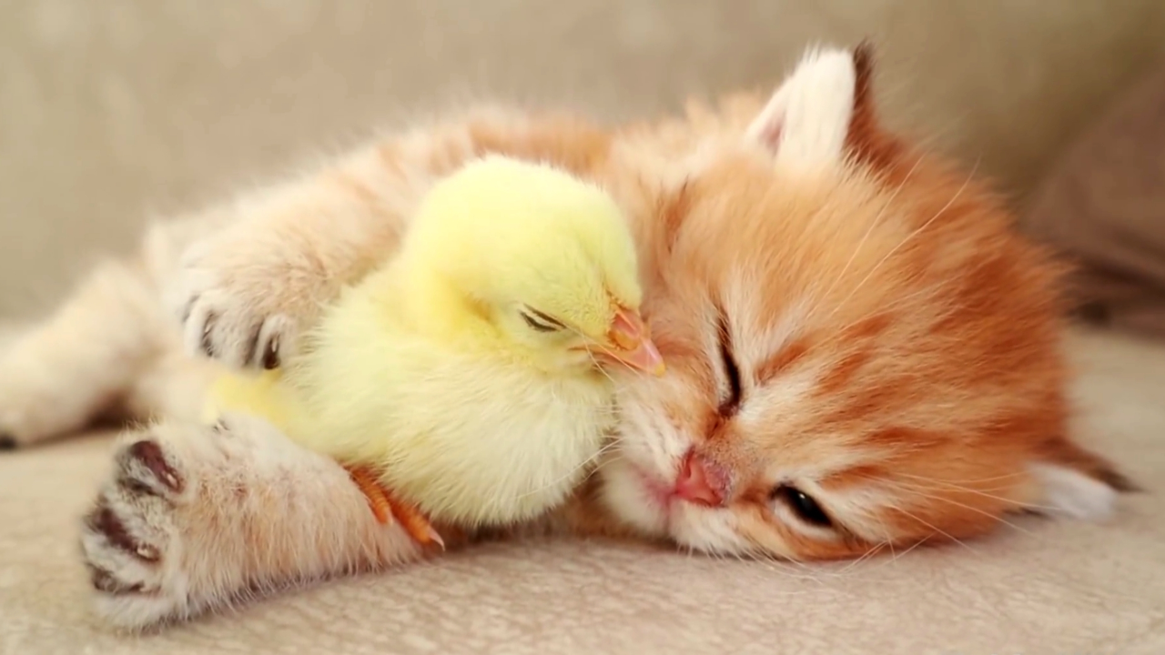 壁纸 动物 猫 猫咪 小猫 桌面 1280_720