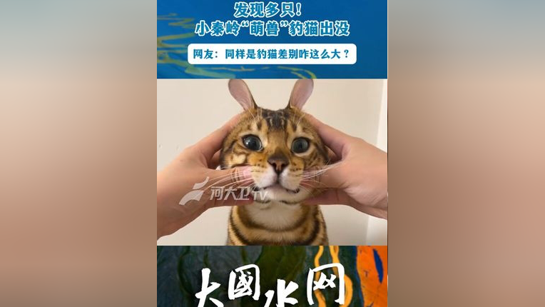 小秦岭萌宠豹猫出没!