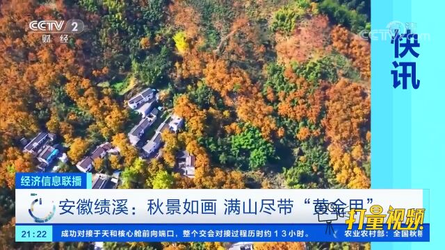 安徽绩溪:秋景如画,满山尽带“黄金甲”