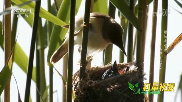 杜鹃已经长得比芦苇莺夫妇还要大,但芦苇莺仍在喂养它