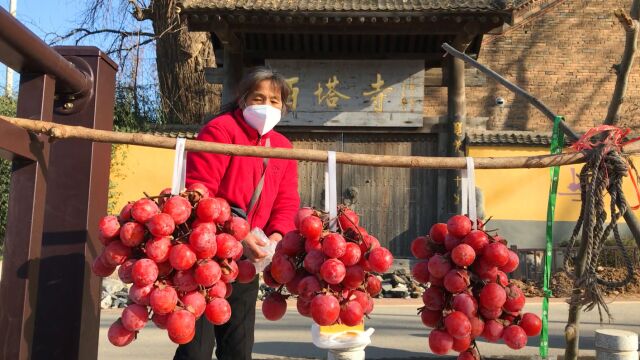 秦岭72峪天子峪:村民在千年银杏树边卖土特产,红柿子10元一串