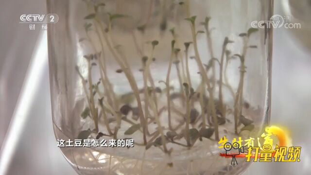 乌兰察布品质优良的马铃薯,它的种子究竟是怎么来的?