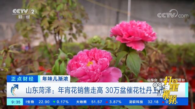 山东菏泽:年宵花销售走高,30万盆催花牡丹上市