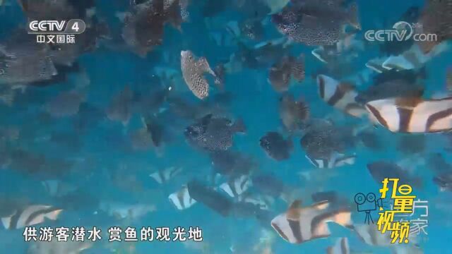 这里的海洋牧场为粤港澳等地渔民提供海上平台和技术支持