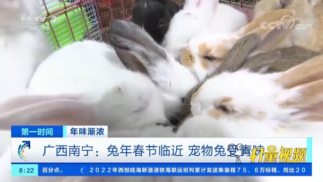 广西南宁:兔年春节临近,宠物兔受到青睐