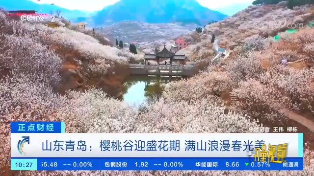 山东青岛:樱桃谷迎盛花期,满山浪漫春光美