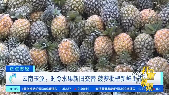 云南玉溪:时令水果新旧交替,菠萝枇杷新鲜上市