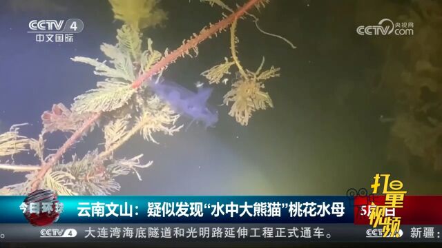 云南文山:疑似发现“水中大熊猫”桃花水母