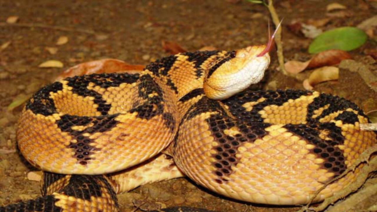 动物世界:西半球体型最大的毒蛇——亚马逊巨蝮