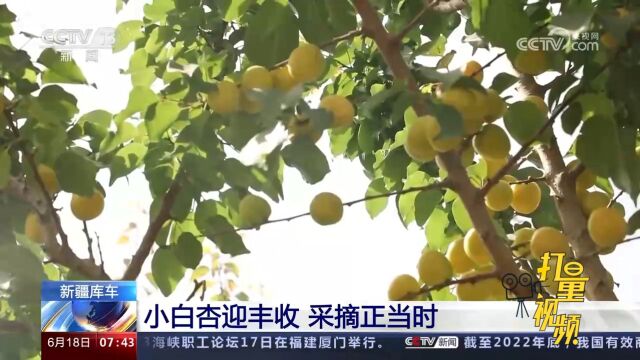 新疆库车:10万亩小白杏迎丰收,采摘正当时