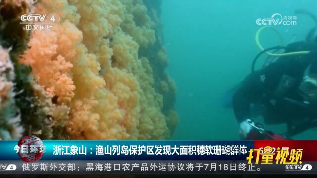 浙江象山:渔山列岛保护区发现大面积穗软珊瑚群体