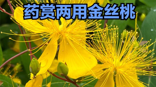 花蕊灿若金丝果实像仙桃的药赏两用植物金丝桃