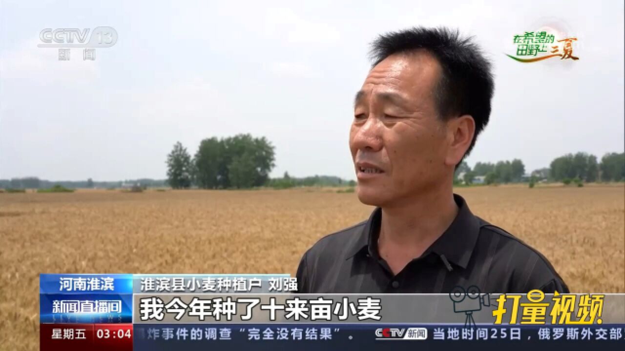 河南淮滨:弱筋小麦喜开镰,收割机来回穿梭,田间地头一派繁忙