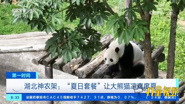 湖北神农架:“夏日套餐”让大熊猫凉爽度夏