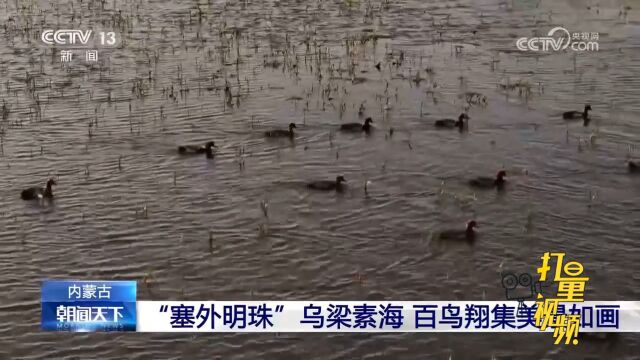 内蒙古:“塞外明珠”乌梁素海,百鸟翔集美景如画