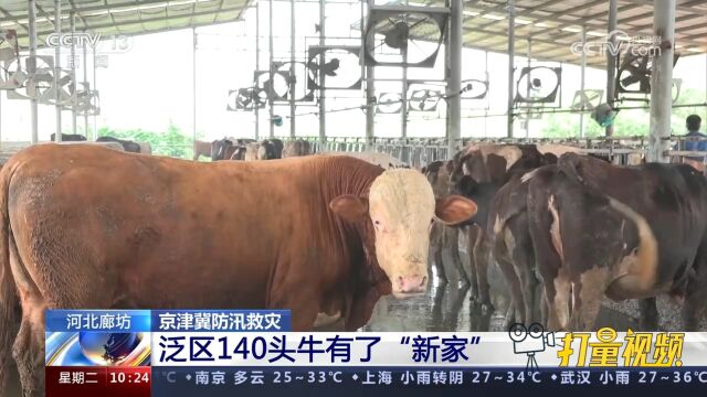 河北廊坊:泛区140头牛有了“新家”,帮助养殖户解决燃眉之急