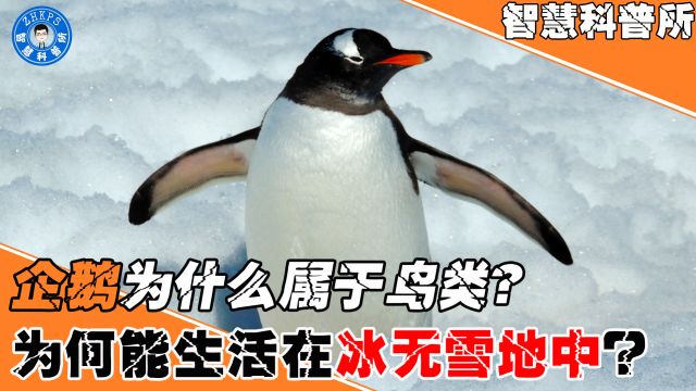 企鹅为什么属于鸟类,它们又为什么能生活在冰无雪地中?