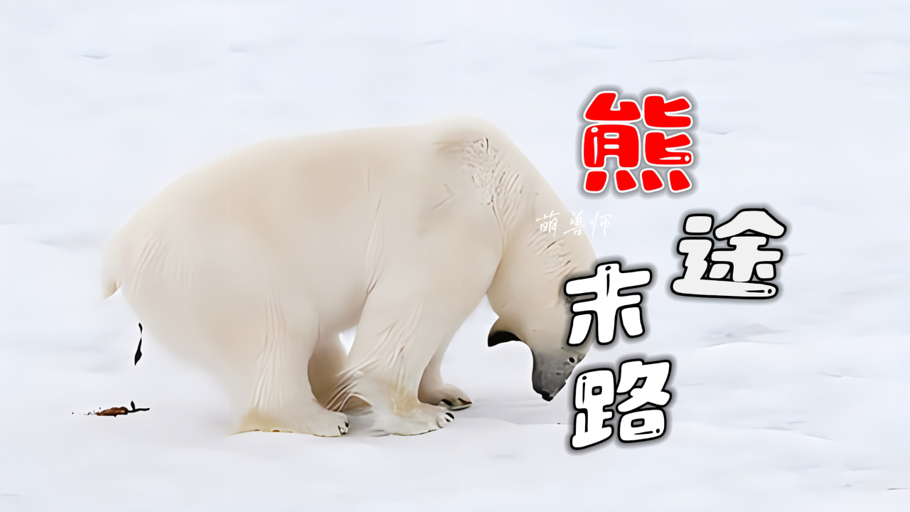 北极熊惹媳妇不开心,跳起了热舞来缓解尴尬|纪录片