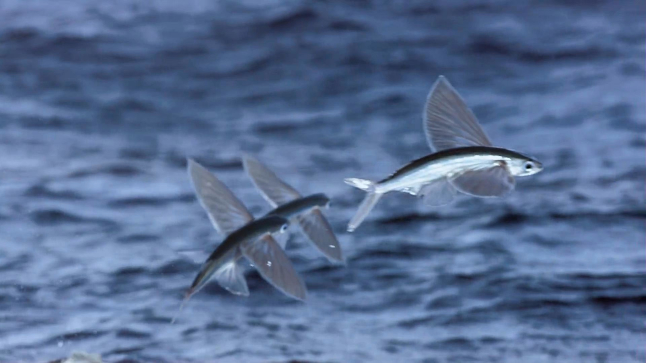 旗鱼组团捕捉沙丁鱼,过程真是惊险刺激!