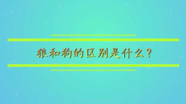 狼和狗的区别是什么?