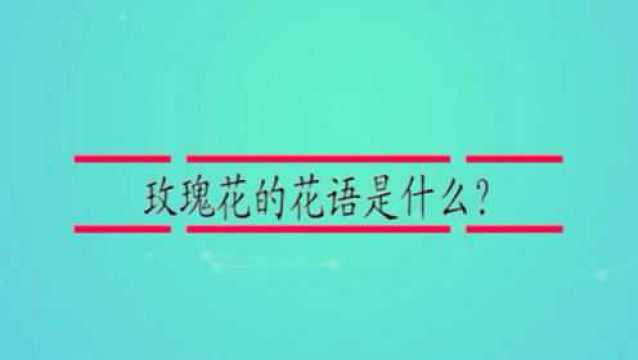 玫瑰花的花语是什么?