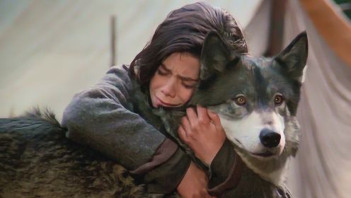 女孩救了一只野狼，野狼为报恩叼来一只野兔，并一路守护着女孩
