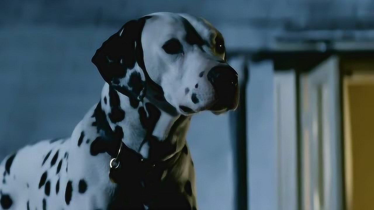 《101条斑点狗》为了找到丢失的狗宝宝,全城的动物都出动帮忙